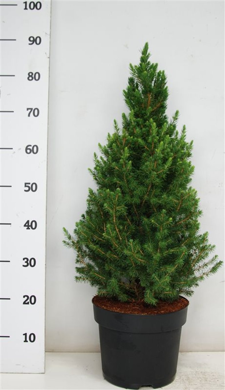 Picea gl. 'Conica' - C7.5 60-70 CM